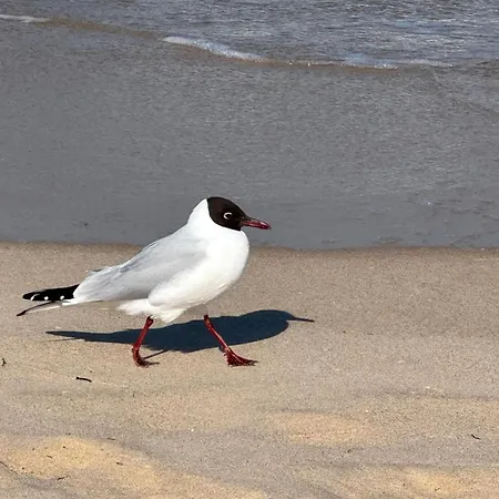 Ostseebad 8-personen-ferienhaus Mit Beh Wpool Vila *